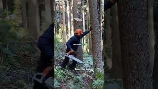 Would you do this job  arborist arboristlife arborists [upl. by Aieka17]