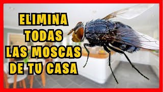 COMO ELIMINAR las MOSCAS de la CASA muy fácil con trampa casera  Gio de la Rosa [upl. by Nosiaj]