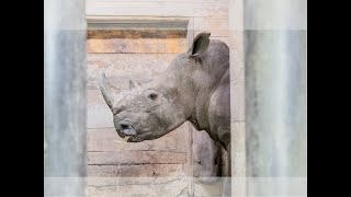 Zawadis Ankunft im Zoo Salzburg am 12112024 [upl. by Ennaillij]