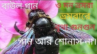 ওমন ভ্রমরা ভ্রমরা রে বৃথা গুনগুন গান আর শোনাস নাo mon bhromora bhromora re britha gun gun gan ar [upl. by Gran87]