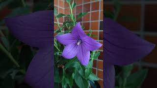 キキョウ アストラが開花した。 20240613 桔梗 ききょうは、夏もあけぼのの時間帯が美しい。Balloon flower Astra Blue Platycodon grandiflorus [upl. by Akirehs]