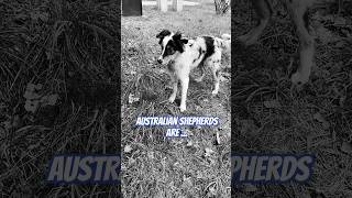 The best dog breed in the world 🌎 australianshepherd yellowstone [upl. by Mariele]