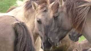 Wilde paarden in de Oostvaardersplassen [upl. by Hnah]