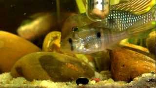 Gymnogeophagus Labiatus quotRio Olimarquot  spawning [upl. by Lasorella]