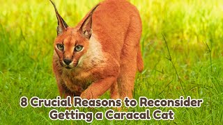 8 Crucial Reasons to Reconsider Getting a Caracal Cat  Exploring the Pros and Cons of Caracal Cats [upl. by Tnecniv]