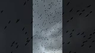 Millions of Canadian geese migrate to my town [upl. by Ernesto552]