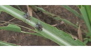 Fall Army Worm in Sugarcane [upl. by Eilsel569]