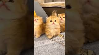 The lovely kittens are really sweet😍😍😍cat catsoftiktok kittycat cutecat funnycat meow for [upl. by Collins]