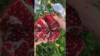 Pomegranate Peeling Skills At Tree  Very Satisfying Video fruit food shorts [upl. by Broadbent]