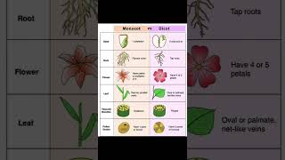 monocot vs dicot [upl. by Yacano]