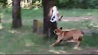 Cat Chases Dog [upl. by Hafital213]