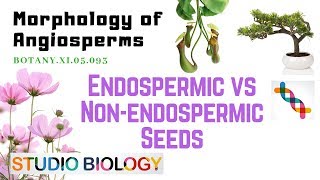 BOTANY XI05093 – Morphology of Angiosperms – Endospermic vs Nonendospermic seeds [upl. by Thordis710]