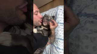 Mino reaction 😂😍❤️ baby americanbully animal dog love cute funny y [upl. by Reggie329]