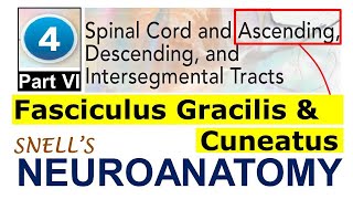 Chp4F Fasciculus Gracilis amp Cuneatus  Ascending Tracts  Snell Neuroanatomy Chp4 PartF [upl. by Paris151]