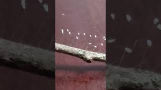 Backyard bug hunt  green lacewing eggs [upl. by Judye]