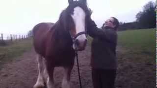 Patrick the Clydesdale  The Perfect Horse [upl. by Adiel]