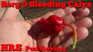 ⟹ Bleeding Borg 9 Pepper  Capsicum chinense  Pod Review [upl. by Kedezihclem]