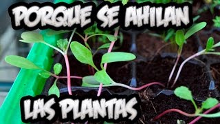 Problemas En El Semillero  Porque Se Ahilan Las Plantas Y Solucion  La Huertina De Toni [upl. by Rossner]