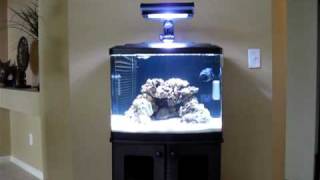 Biocube 29 HQI Saltwater Tank [upl. by Anaicilef]