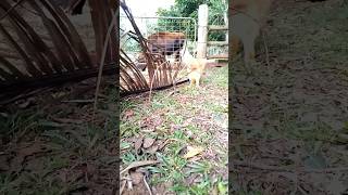 Farm cat checks the cows [upl. by Gaidano680]