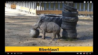 2 Nashorn Baby Keeva läuft mit seine Mutter übe die Anlage und spielt mit einen Ball  Rhinozeros [upl. by Naened209]