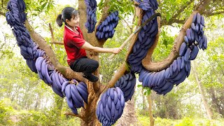 How To Harvest Finger Fruit for to cook delicious food  Harvesting and Cooking  Luyến Harvesting [upl. by Ecirehs]