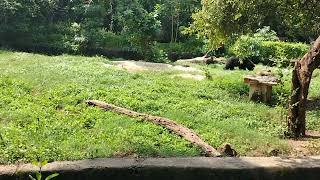 Gwalior Zoo vlog 2024 🥰 Part2 [upl. by Aleyam]