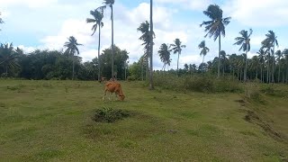 MGA GANITUNG ORAS ANG DAMINGNAMIMILI ANG GANDA NANG LUGAR NI LOLA AT LOLO🇳🇵🇵🇭 [upl. by Tioneb]