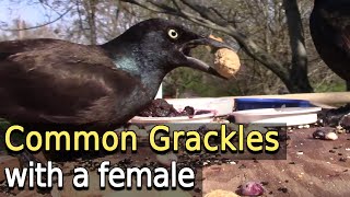 Common Grackles with Female [upl. by Halli]