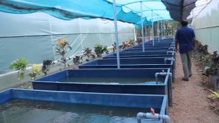 A Video Tour of The Still Water Aquatics Aquatic Plant Farm [upl. by Aramot]