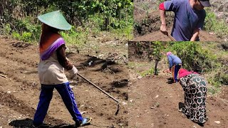 Rewan Ulur Jagung di Tempat Kakak Ipar Nek Ngalas ‼️ [upl. by Sitoiganap860]