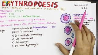 Erythropoesis  Physiology  Sites and Stages [upl. by Donetta203]