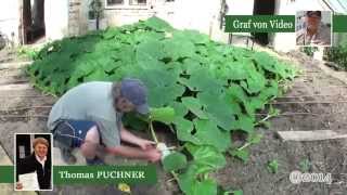 Vom Kern bis zur Befruchtung Giant Pumpkin Time Lapse [upl. by Lymann]