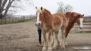 New documentary spotlights Montana horse rescues flood recovery [upl. by Enomed]