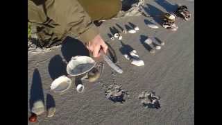 Fortunes Rocks Beach Biddeford Maine  Seashells [upl. by Meletius279]