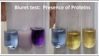 BIURET TEST Presence of Proteins [upl. by Torrie]