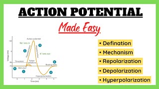 Action Potential Depolarization Repolarization Refractory Period Physiology Made Easy [upl. by Faxon]