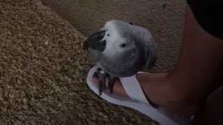 African Grey meows then says quotcome erequot [upl. by Samira]