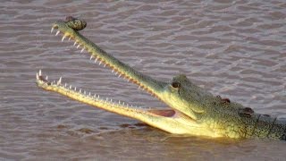 Last Chance for Gharial  Gharial Ecology Project Chambal [upl. by Hafirahs]