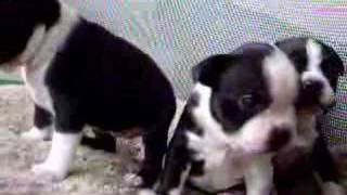 Funny Cute Boston Terrier Puppy Barking [upl. by Alihet]