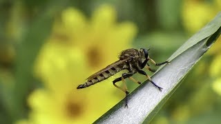 Redfooted Cannibalfly Promachus rufipes Male  Windblown [upl. by Verina]