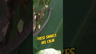 SLUG EATING SNAKE 🐍 🐍🐍SPOTTED IN BALI Pareas carinatus [upl. by Anneyehc]