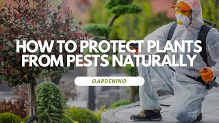 How to Protect Plants From Pests Naturally [upl. by Sheelah866]