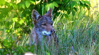 From Coyotes to a Hummingbird A Journey Through 21 Wild Animal Encounters in 4K [upl. by Hurleigh]