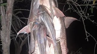 Pesca en el Rio Pilcomayo Formosa [upl. by Aiuhsoj918]