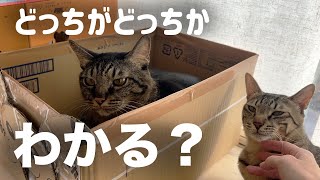 キジトラの区別がつかないww【山田猫】 [upl. by Ataynek]