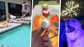 SWIMMING PONG and FIREWORKS Dog Fourth of July Party [upl. by Adiela]