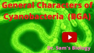 General characters of Cyanobacteria Blue Green Algae [upl. by Johannessen995]