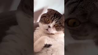 funny meaow cat pets catmeowing meows funnycats funnyanimals meowmoew [upl. by Merril]