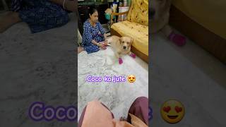 Cute Coco 😍 dog doglover labrador coco dog cute trending pets trend shortvideo dogshoes [upl. by Crysta510]